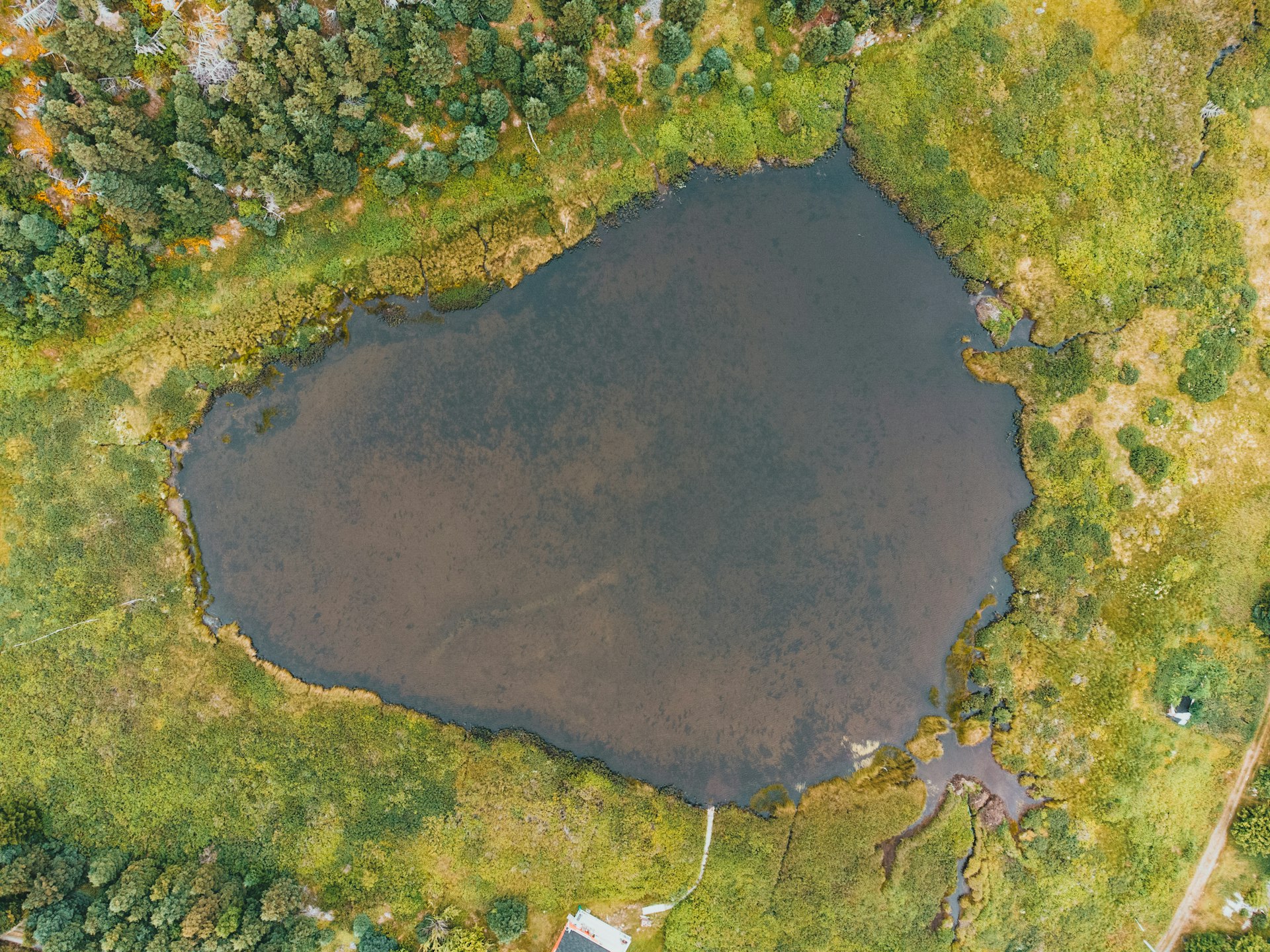 aerial view of green trees and brown soil